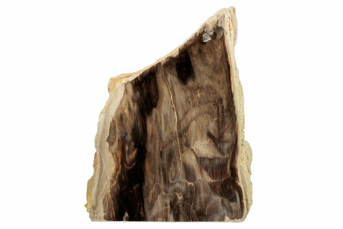 Polished, Petrified Wood (Metasequoia) Stand Up - Oregon #193615